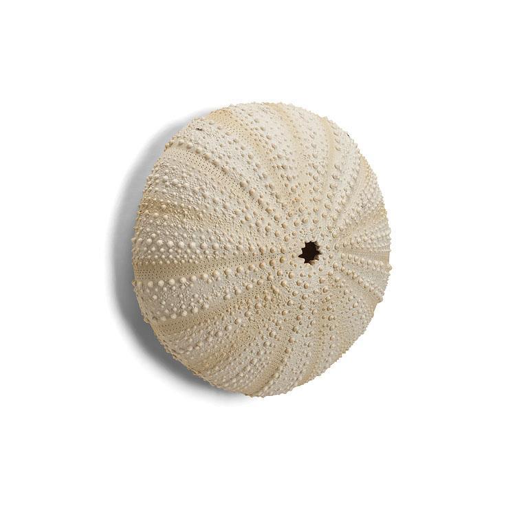 Wall Decor- Sea Urchin- Small 7"