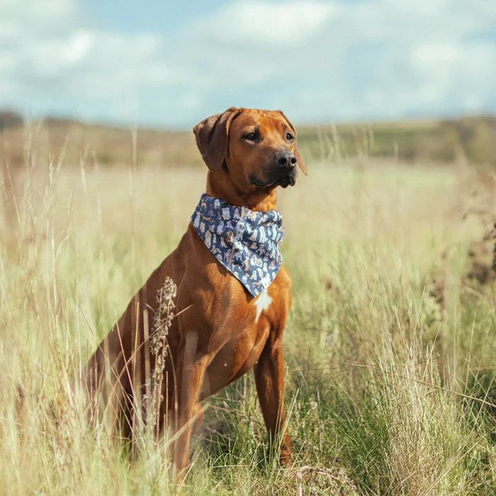 Pet Bandana- Dog Pattern- Asst Sizes